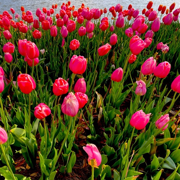 Meet your Posher, Monique - Picture 1 of 1